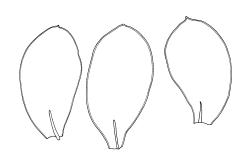 Calyptrochaeta brownii, three lateral leaves. Drawn from L.B. Moore 646, CHR 465864, B.H. Macmillan 87/128, CHR 414499, and B.H. Macmillan 74/128, CHR 241680.
 Image: R.C. Wagstaff © Landcare Research 2017 